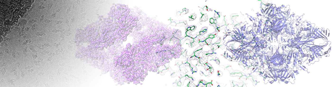 Illustration of the processes in cryo-em